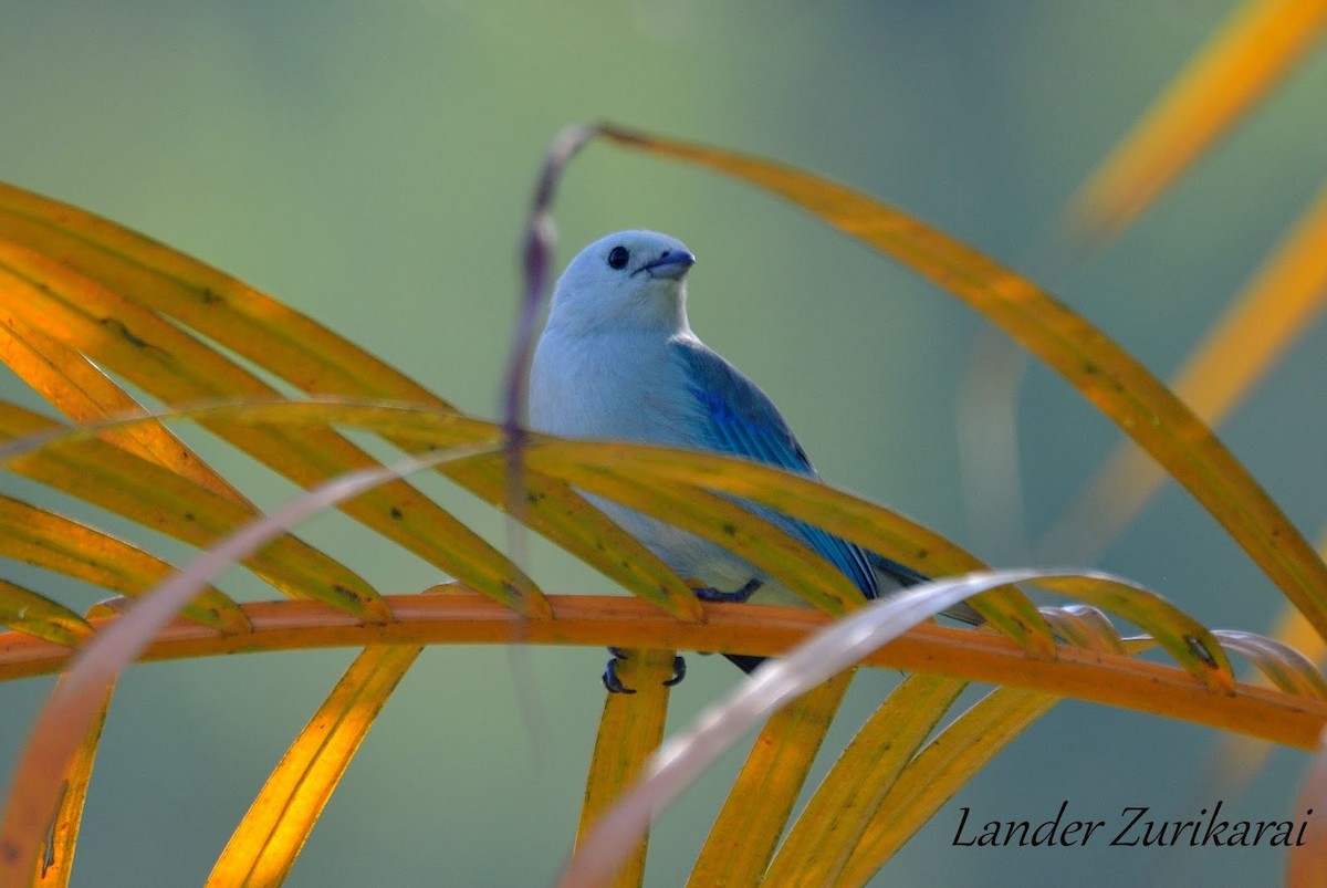 Blue-gray Tanager - ML437762631