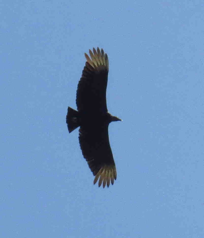 Black Vulture - ML437763781