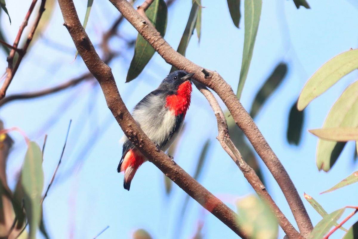 Mistletoebird - Marian W