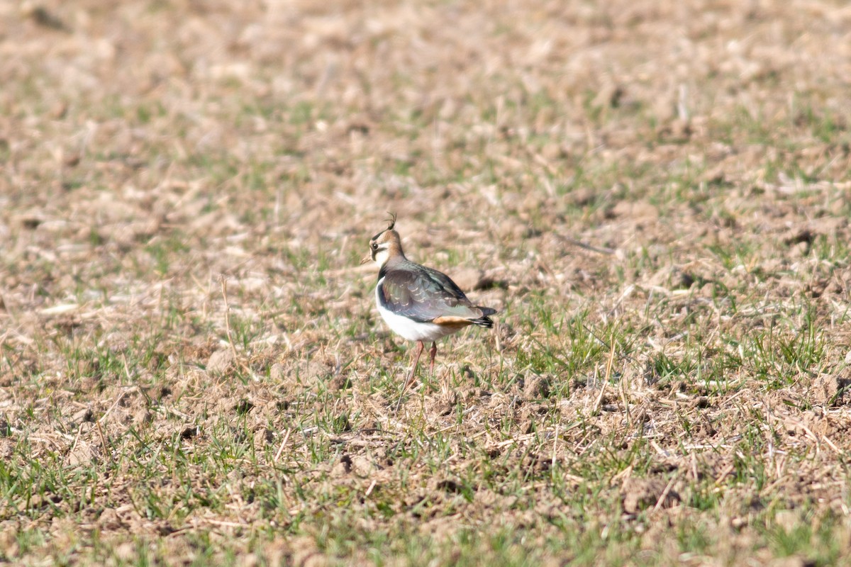 Northern Lapwing - ML437765371