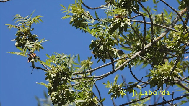 Western Bonelli's Warbler - ML437770071