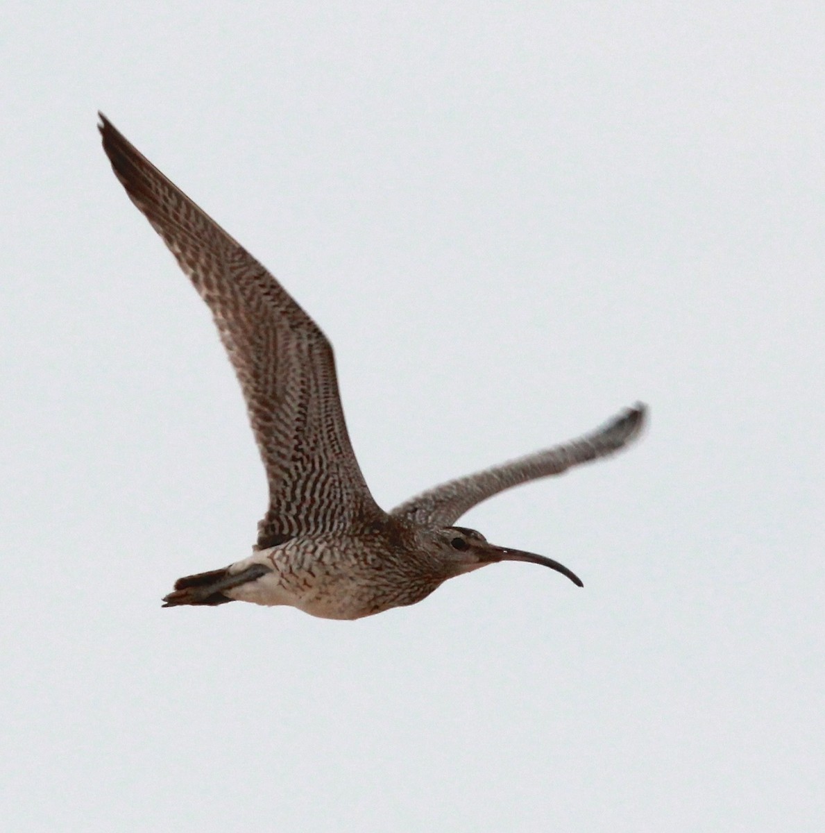 Whimbrel (Siberian) - ML43777041