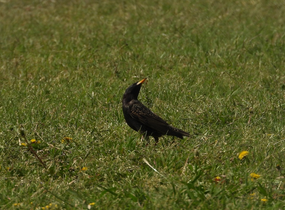 European Starling - ML437770881