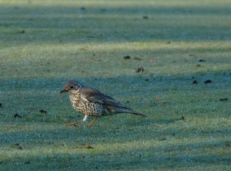 Mistle Thrush - ML43777151