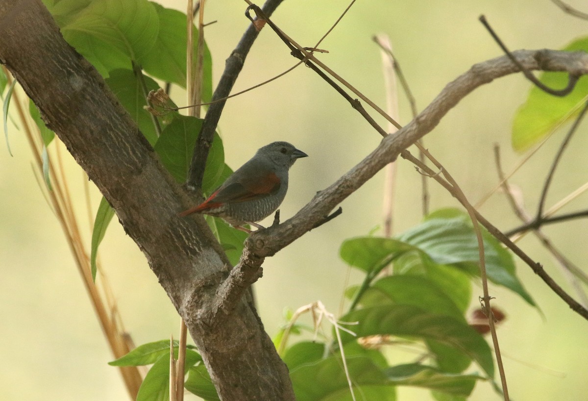 Red-winged Pytilia - Paul Lenrumé