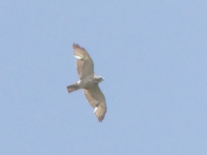 Broad-winged Hawk - ML437773531