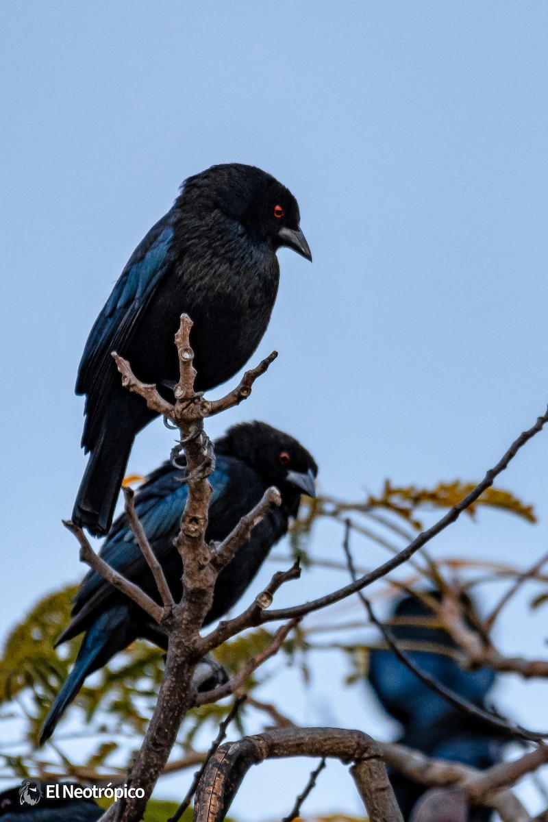 Bronzed Cowbird - Daniel Pineda Vera