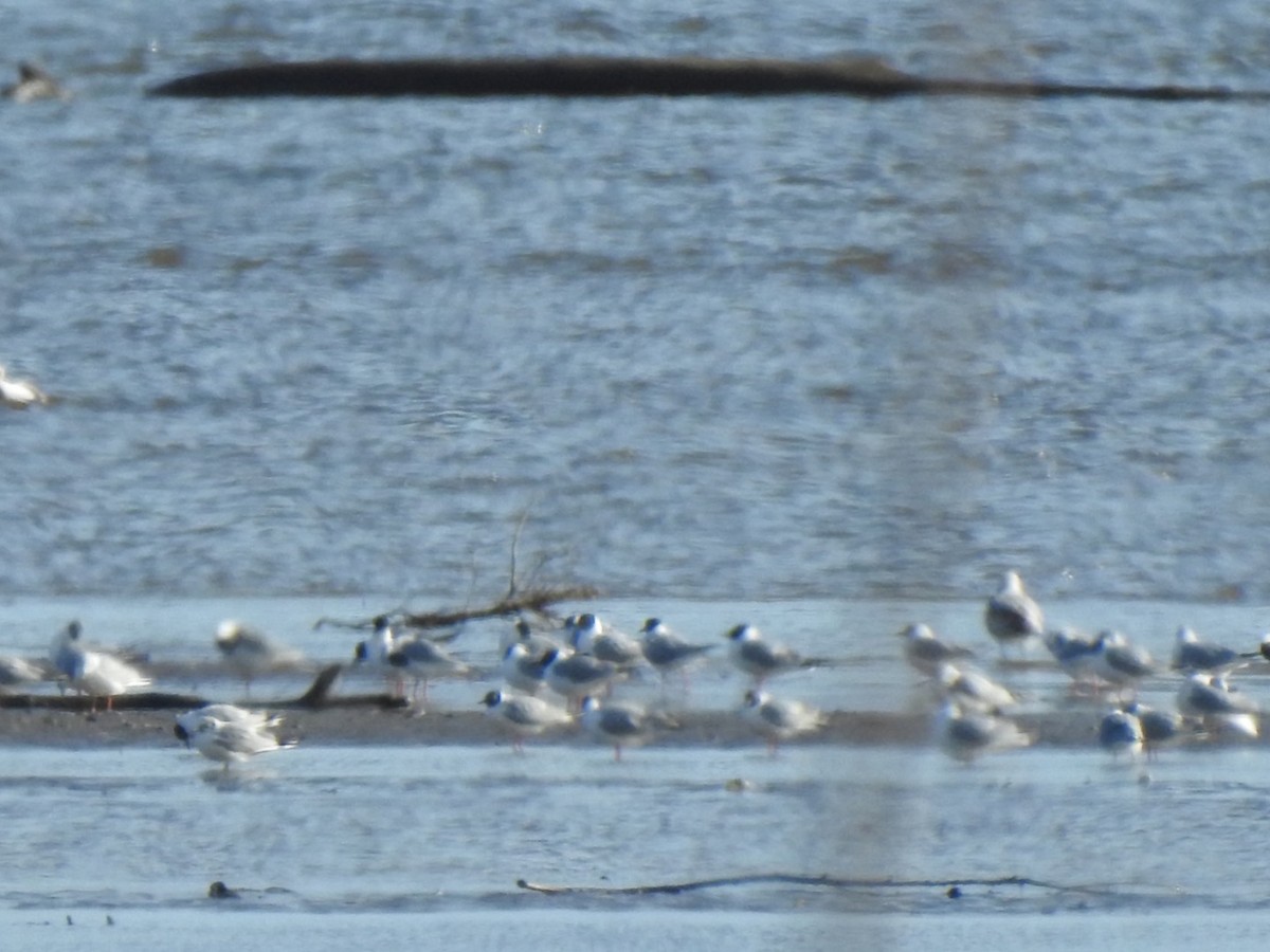 Bonaparte's Gull - ML437780841