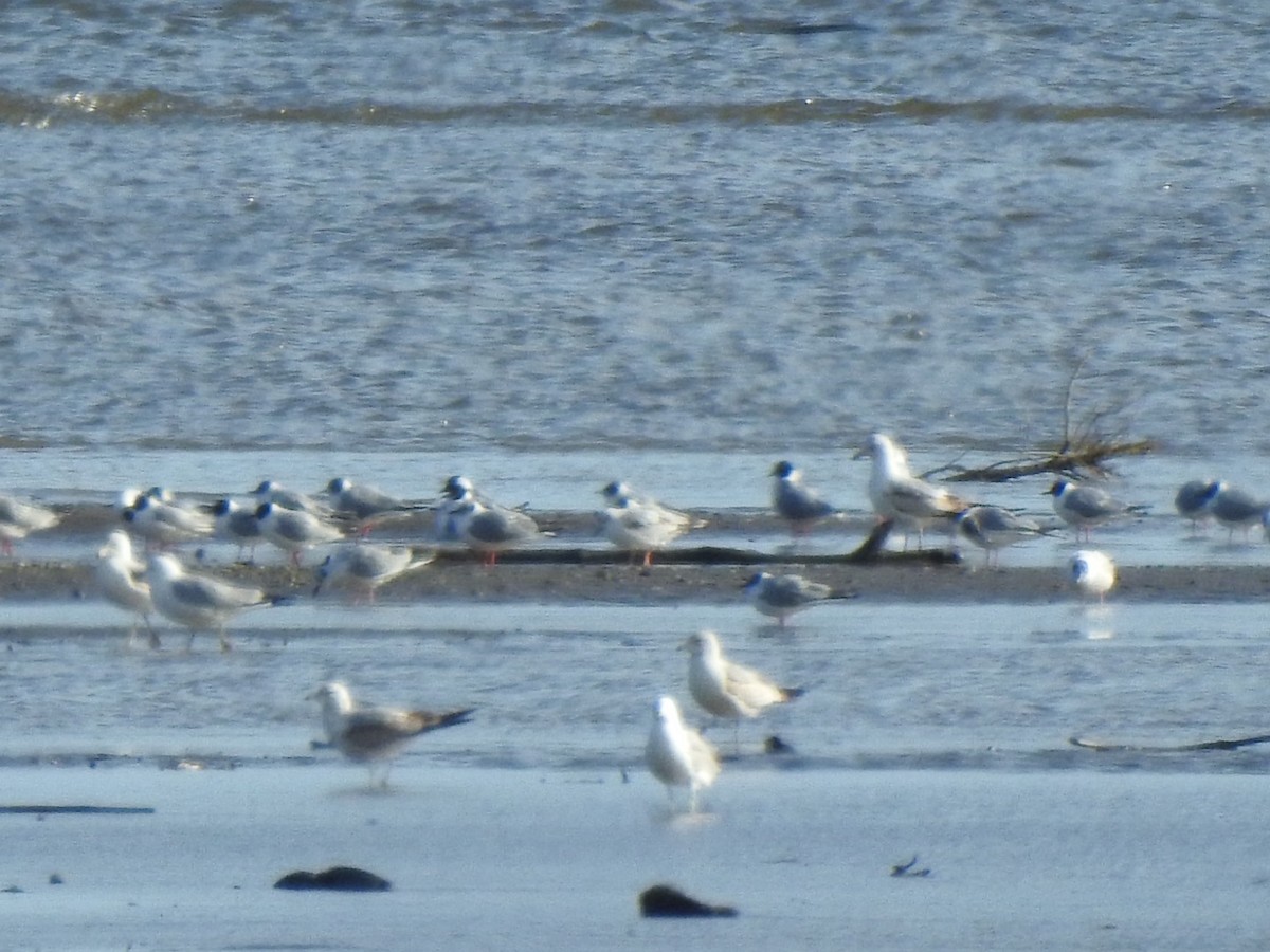Bonaparte's Gull - ML437780861
