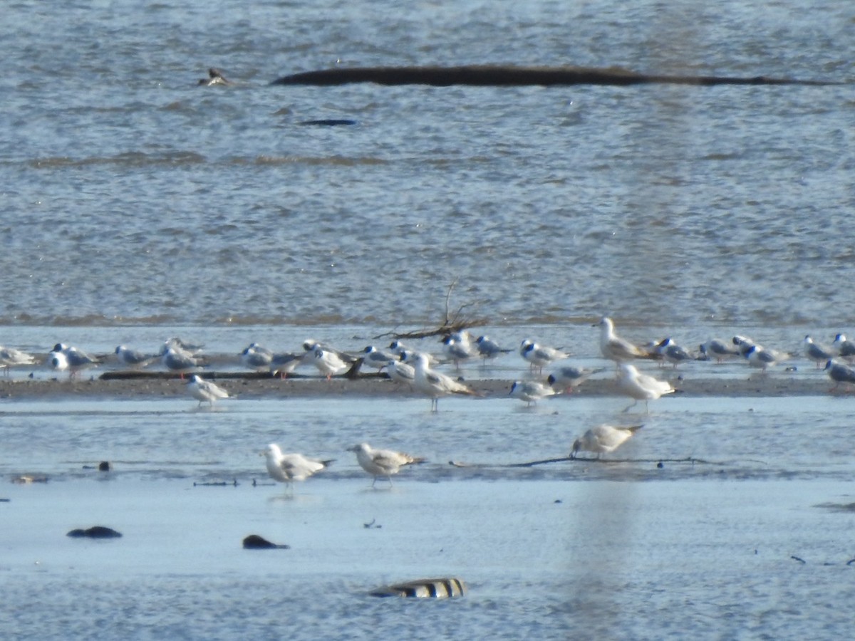 Bonaparte's Gull - ML437780871