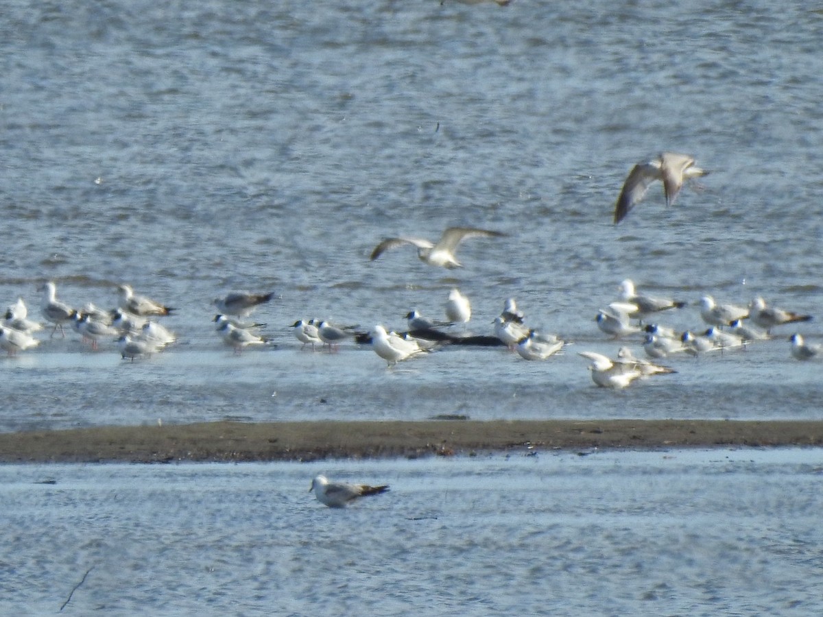Bonaparte's Gull - ML437781131