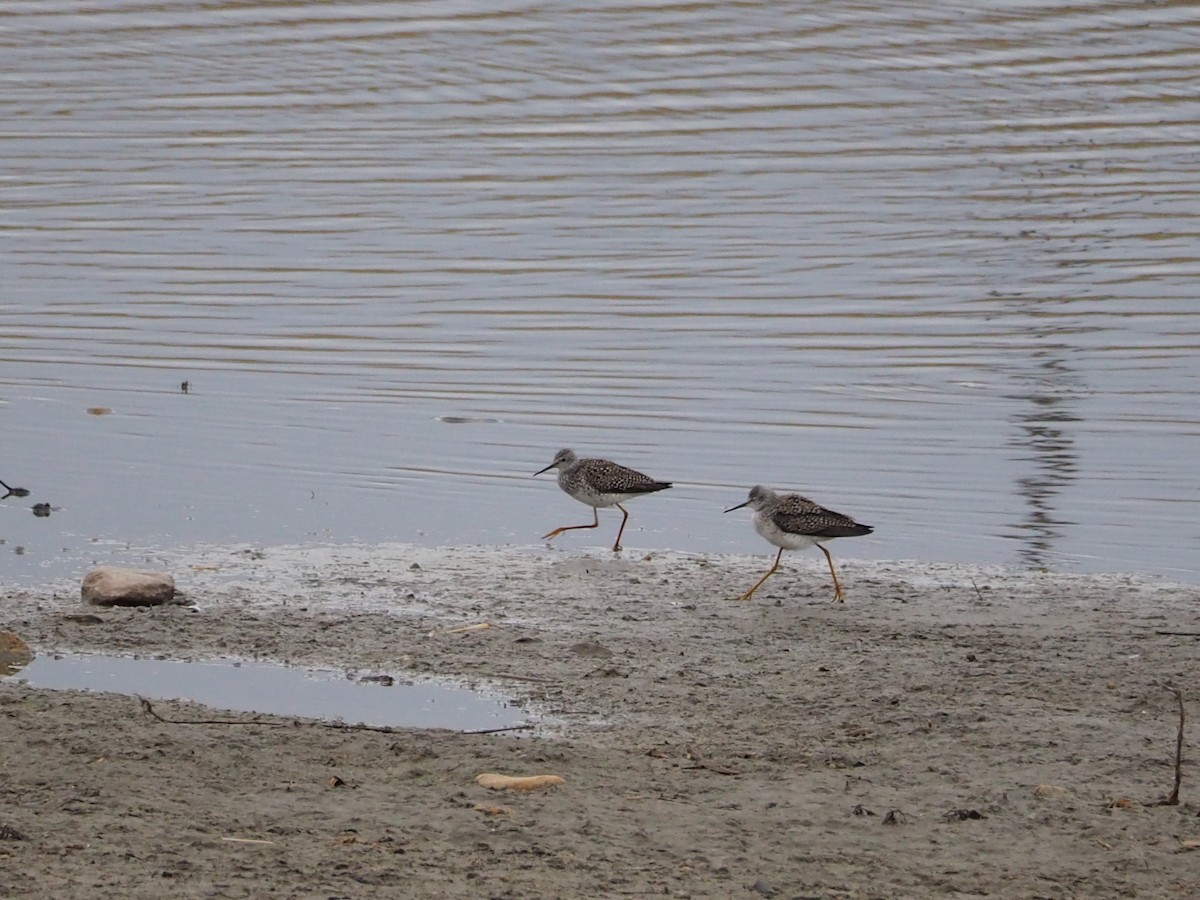 gulbeinsnipe - ML437782931