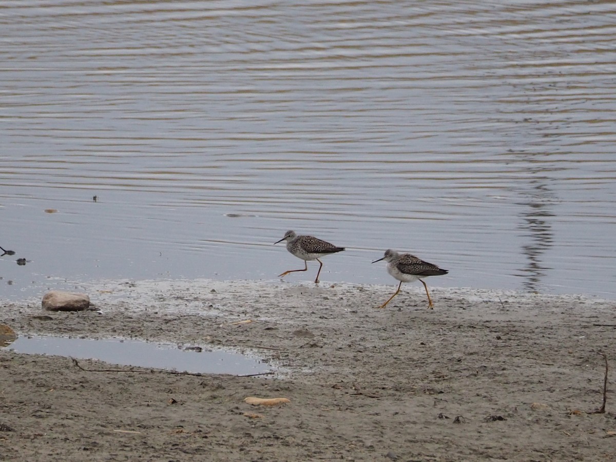 Lesser Yellowlegs - ML437782931