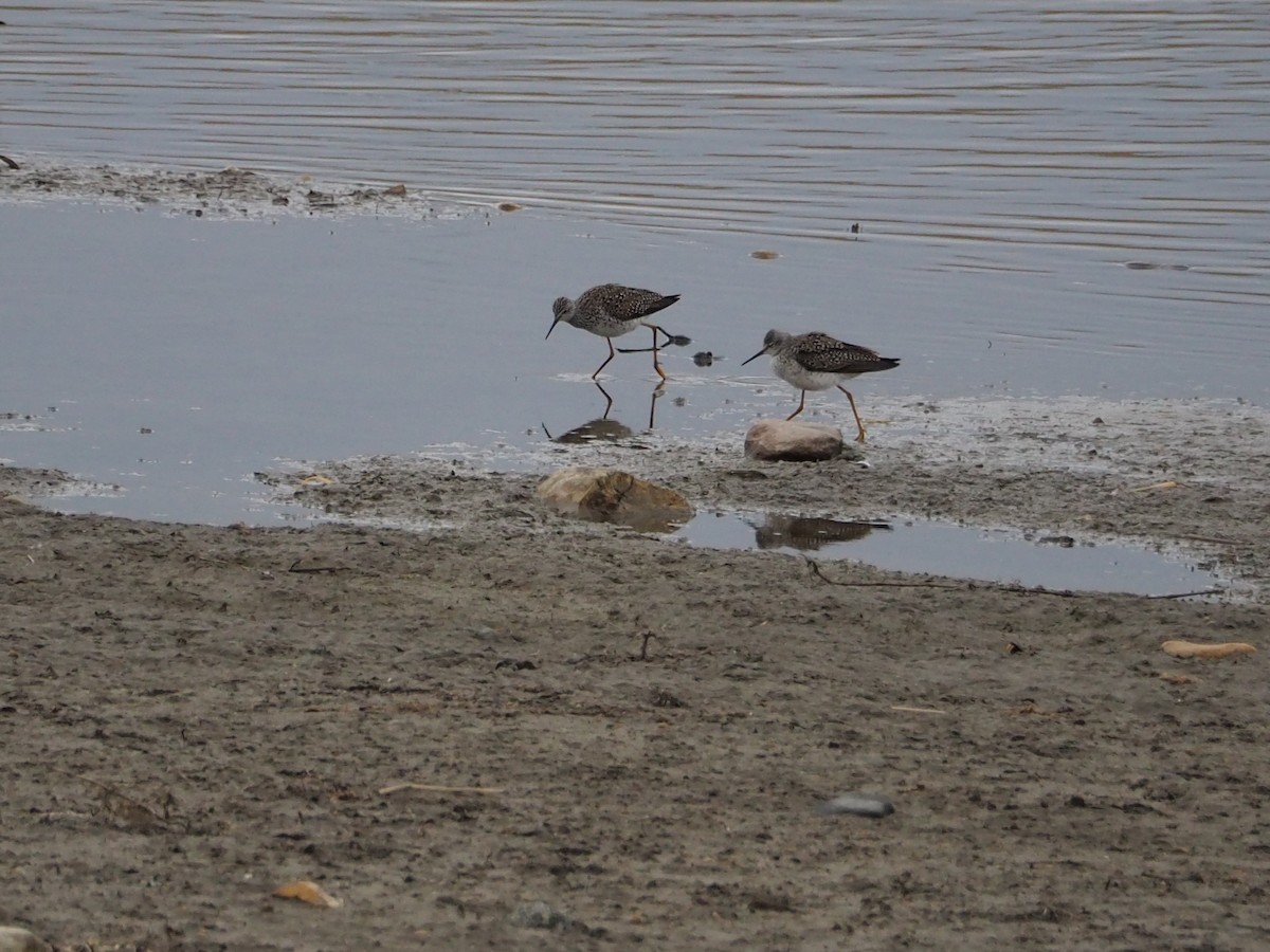 Lesser Yellowlegs - ML437783061