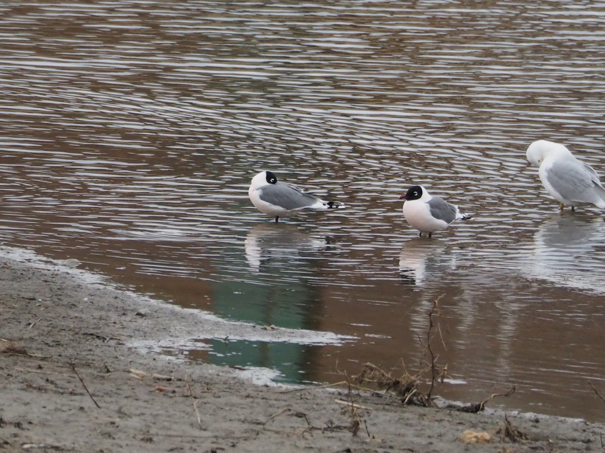 Franklin's Gull - ML437783191