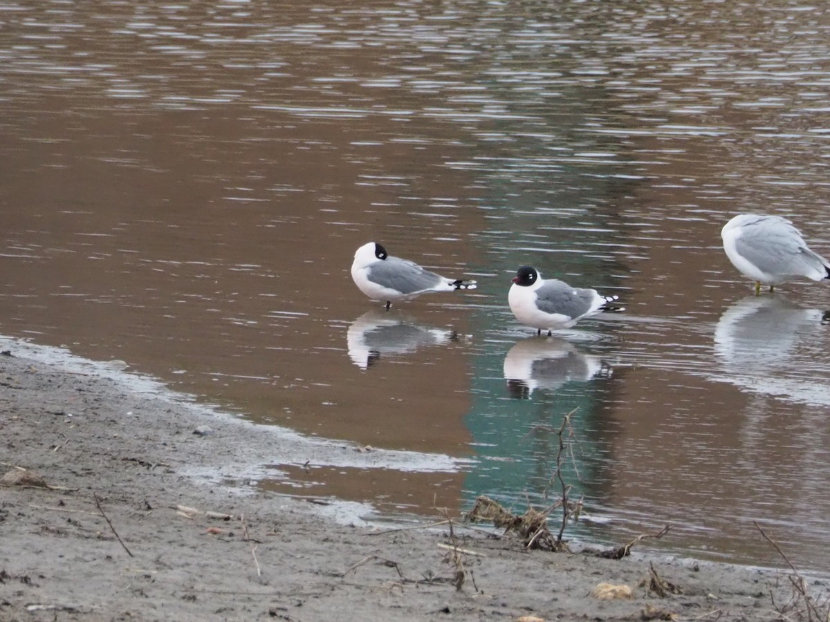 Franklin's Gull - ML437783291