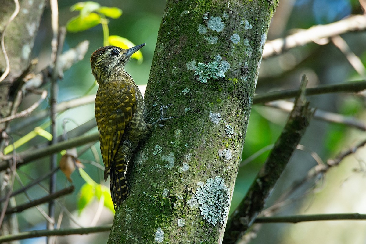 White-spotted Woodpecker - LUCIANO BERNARDES