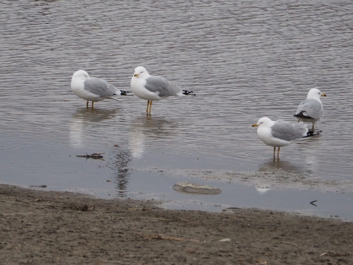 Ring-billed Gull - ML437783411