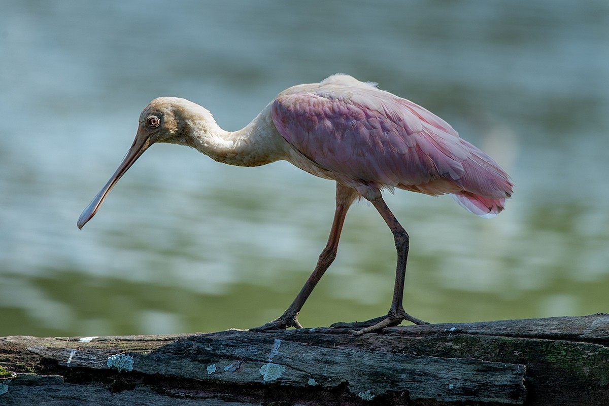 Roseate Spoonbill - LUCIANO BERNARDES