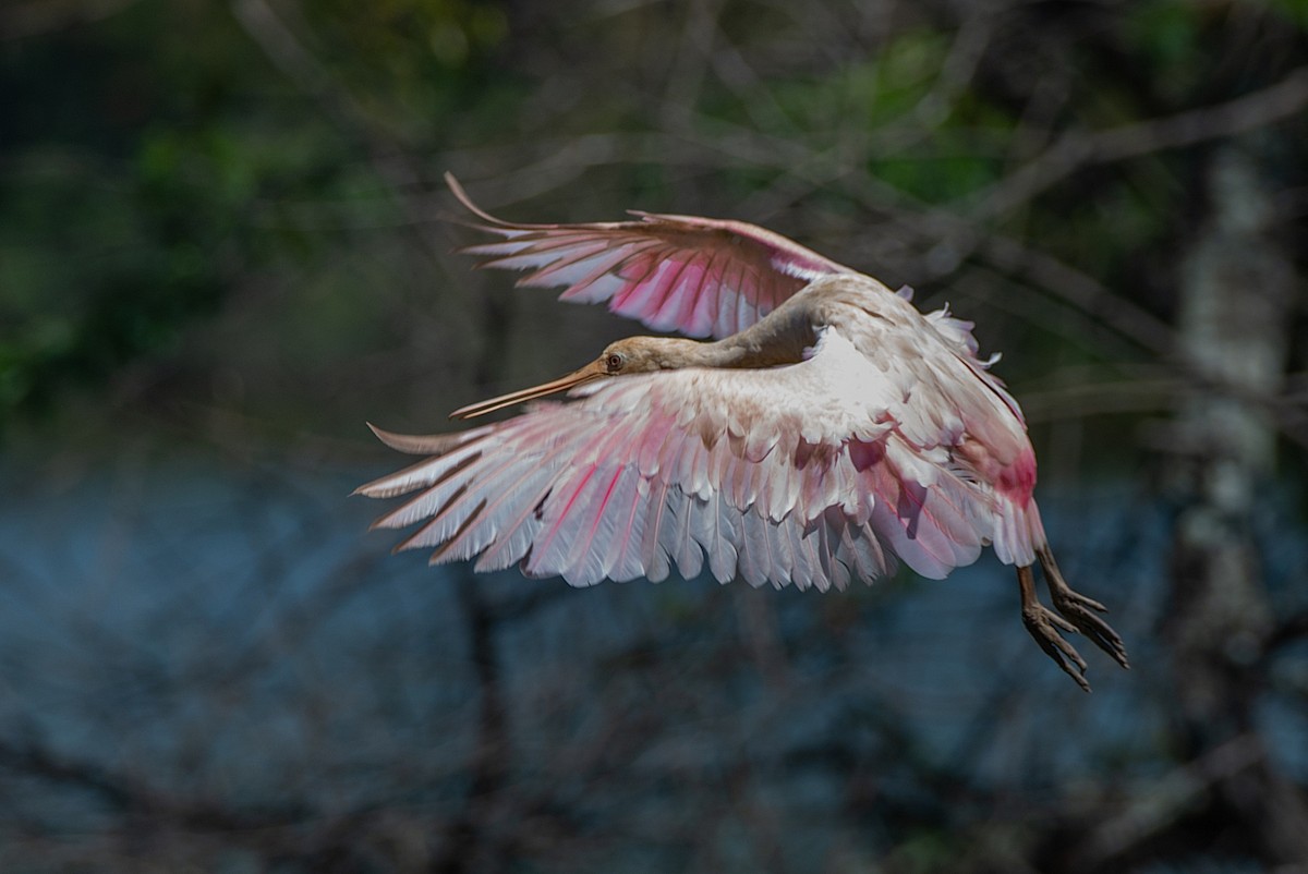 Roseate Spoonbill - LUCIANO BERNARDES