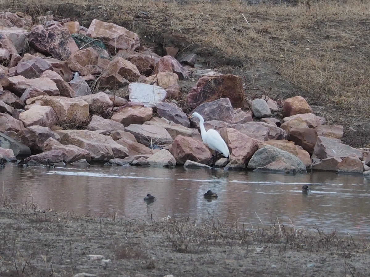 Great Egret - ML437784191