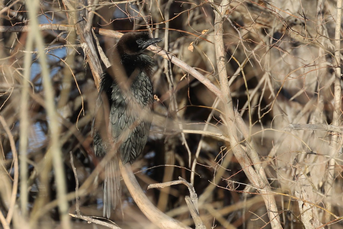 Pygmy Cormorant - ML437785811