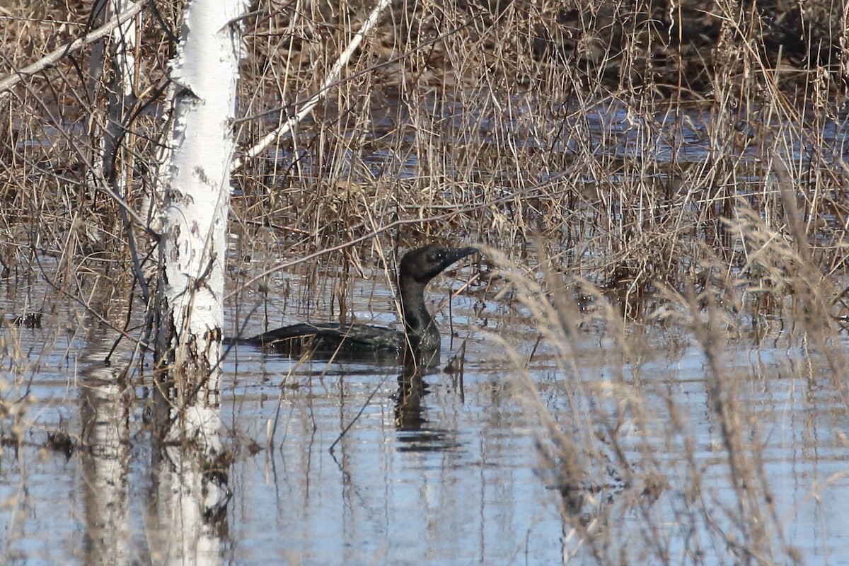 dvergskarv - ML437785841