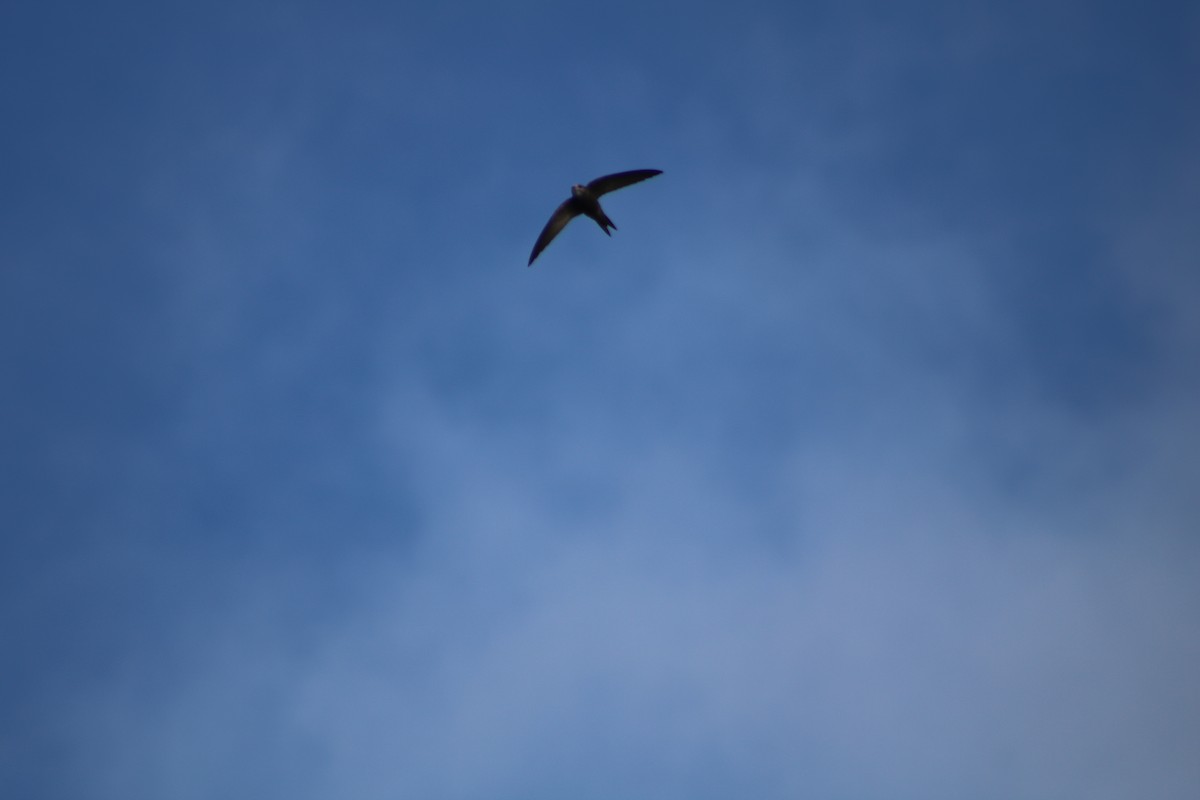 Common/Pallid Swift - ML437785891