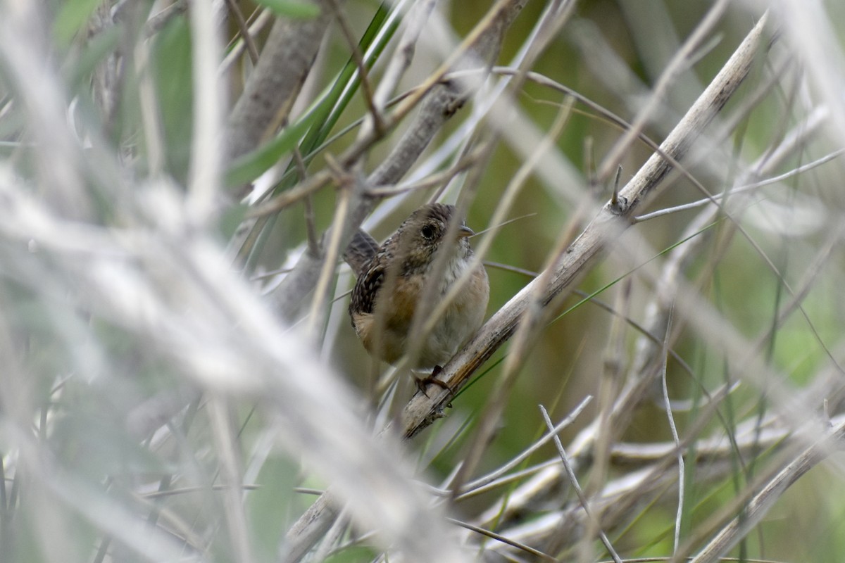 Marsh Wren - ML437786201