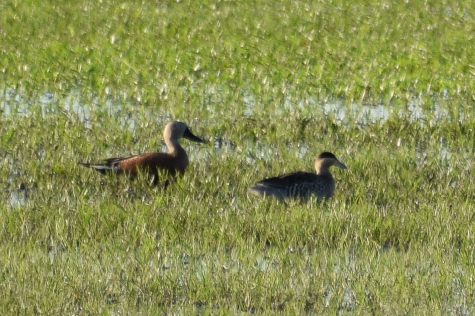 Red Shoveler - ML437786221