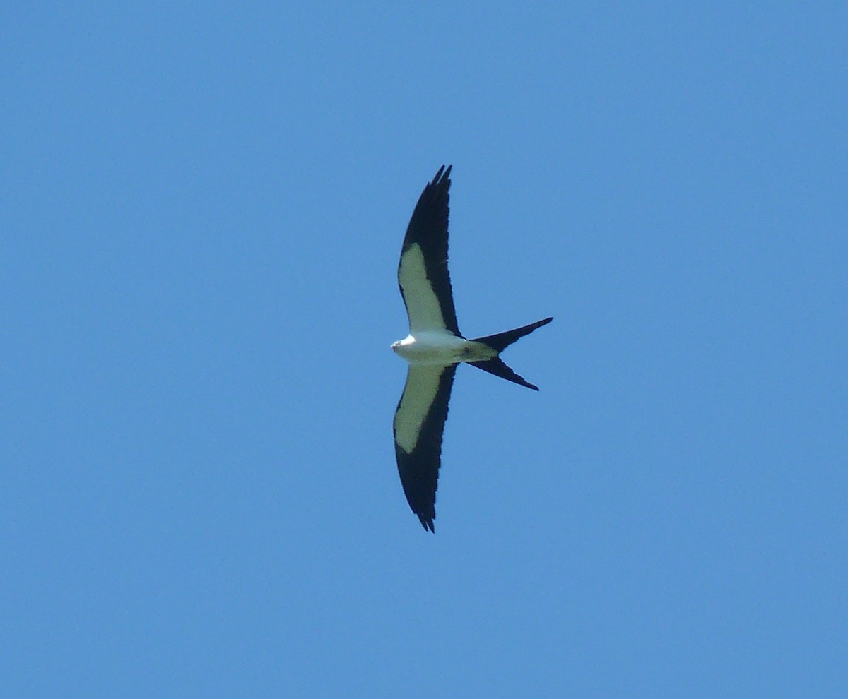 Swallow-tailed Kite - ML437786291