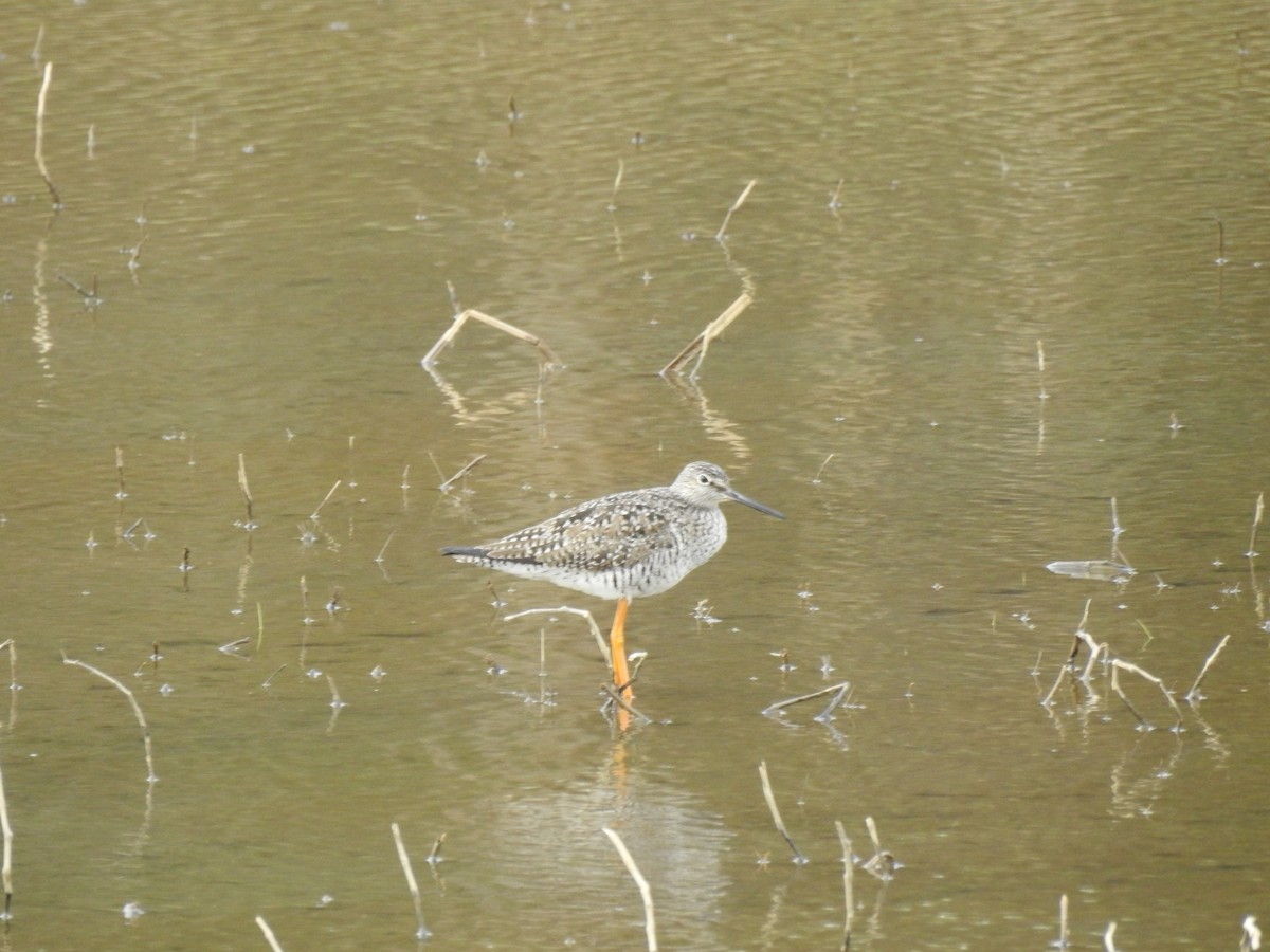 Greater Yellowlegs - Bruce Hill