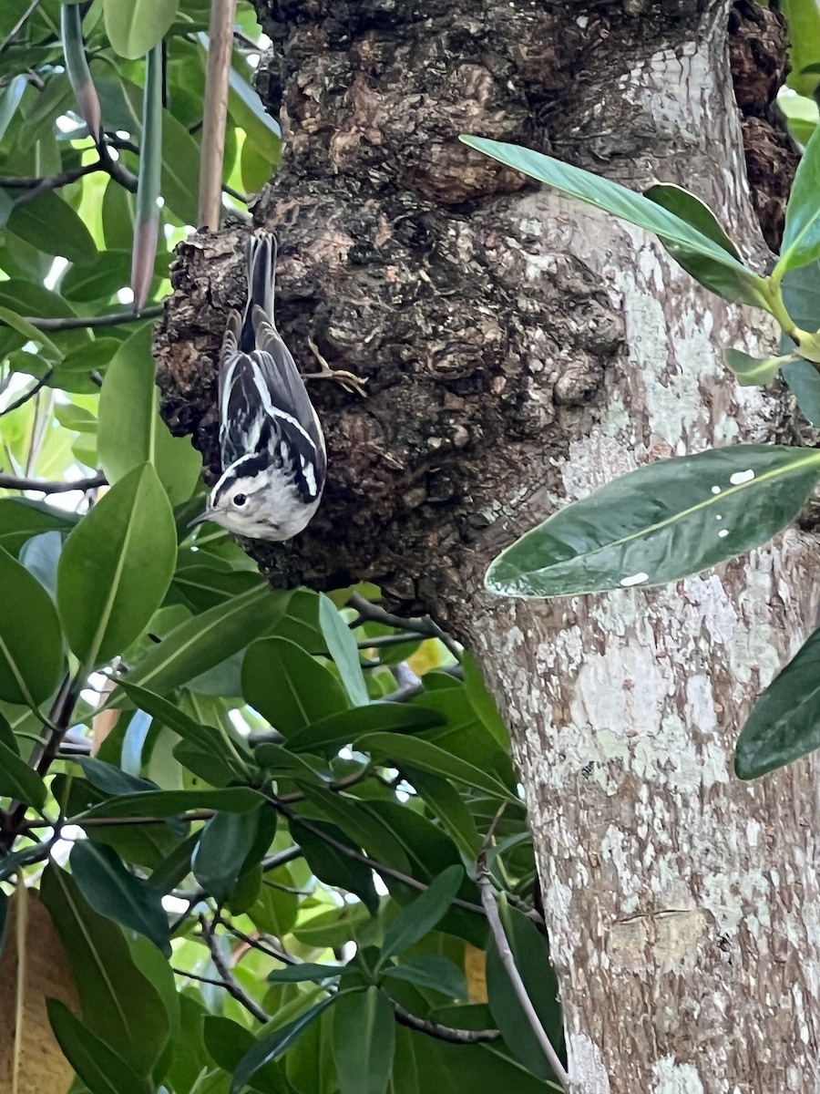 Black-and-white Warbler - ML437786511