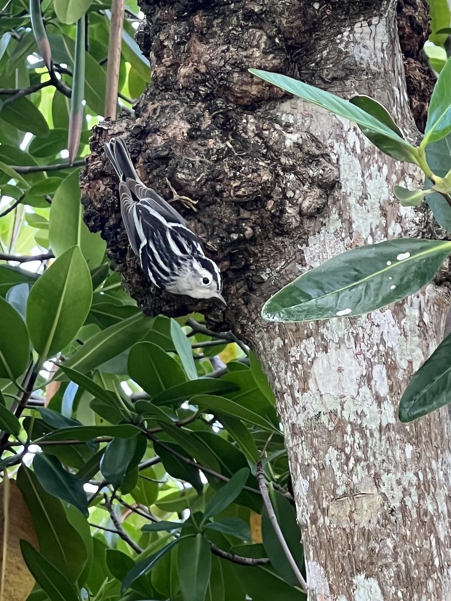 Black-and-white Warbler - Imani Rodriguez