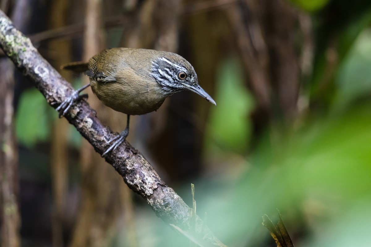 Stripe-throated Wren - ML437786741