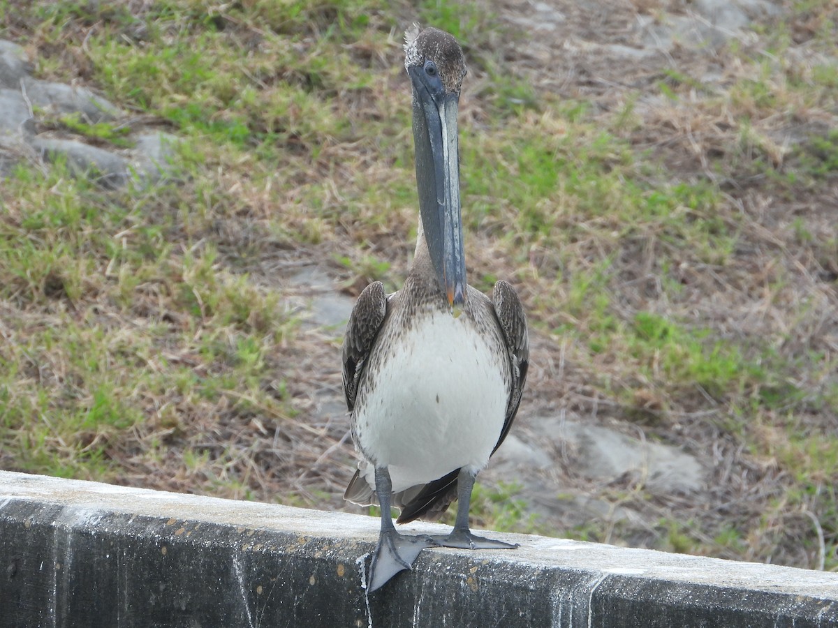 Brown Pelican - ML437787141