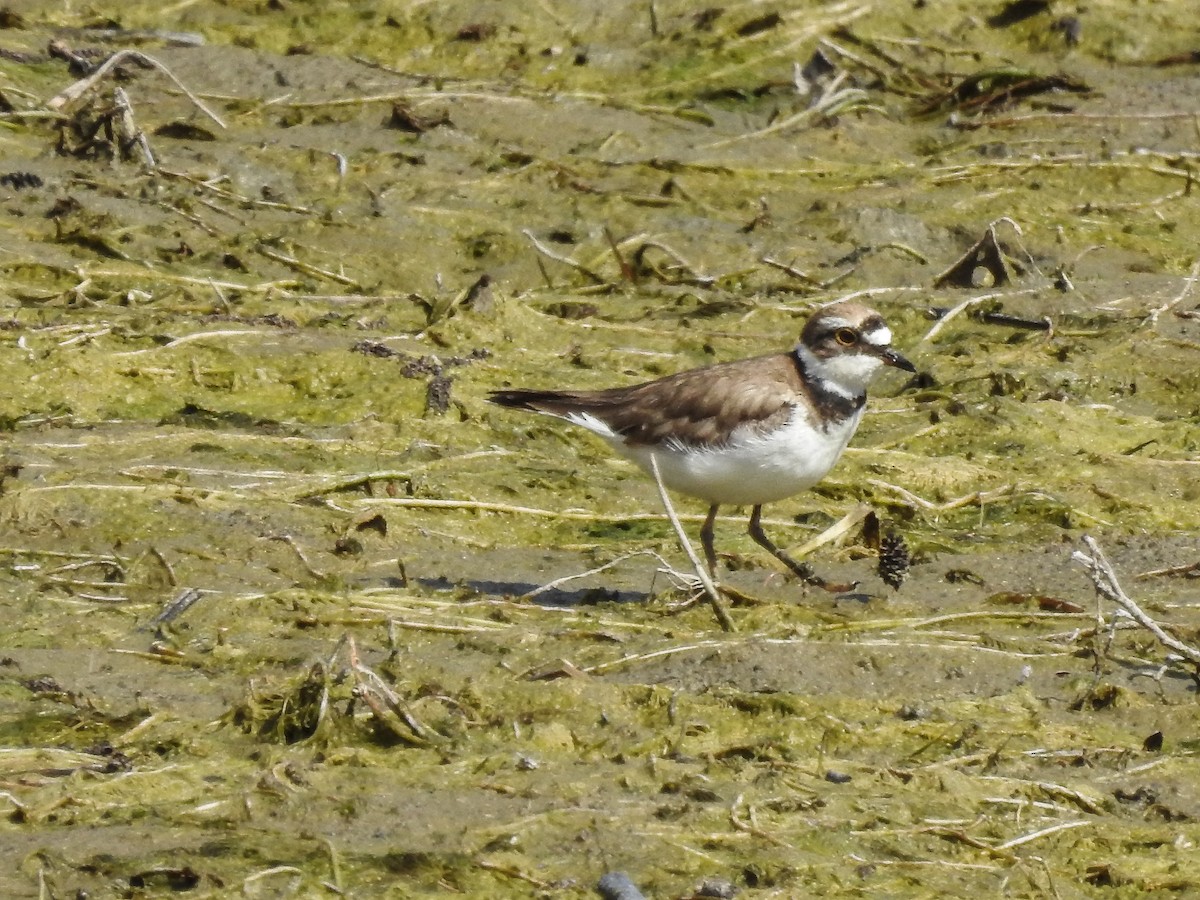 Little Ringed Plover - ML437789671