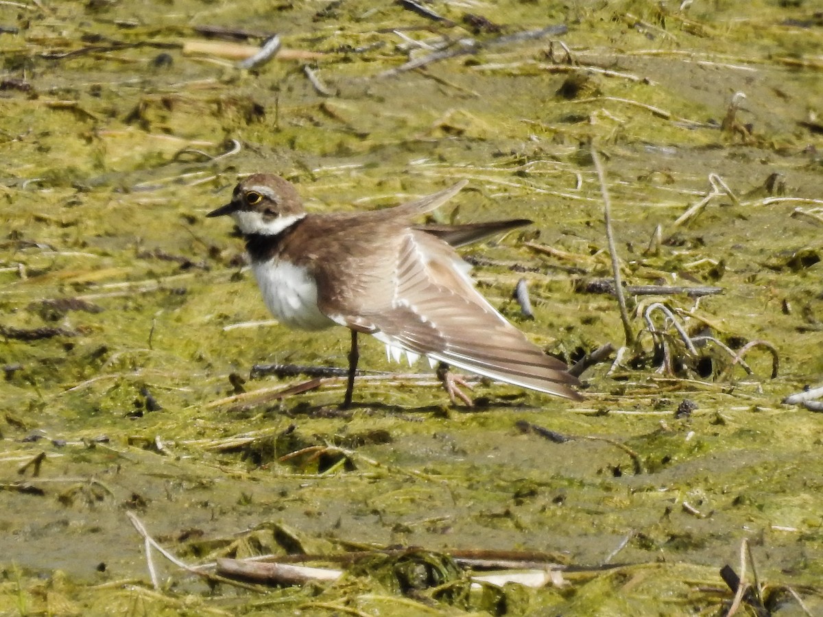 Little Ringed Plover - ML437789691