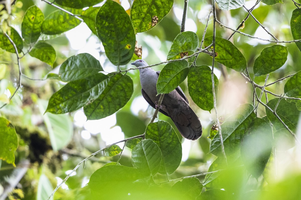 Pigeon de Goodson - ML437790171