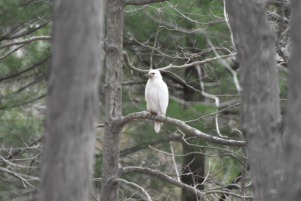 Red-tailed Hawk - ML437790421