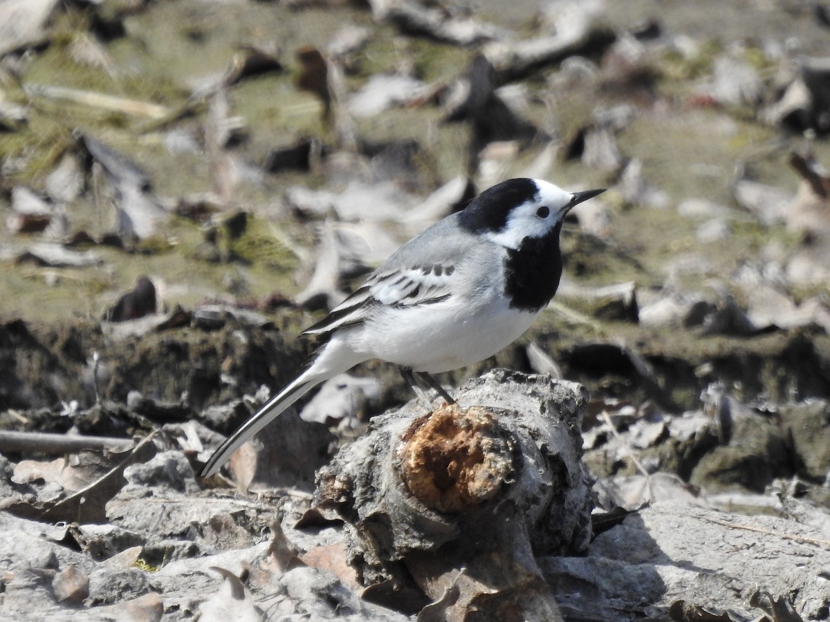 White Wagtail - ML437790491