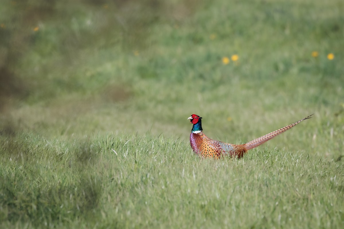 Ring-necked Pheasant - ML437793441