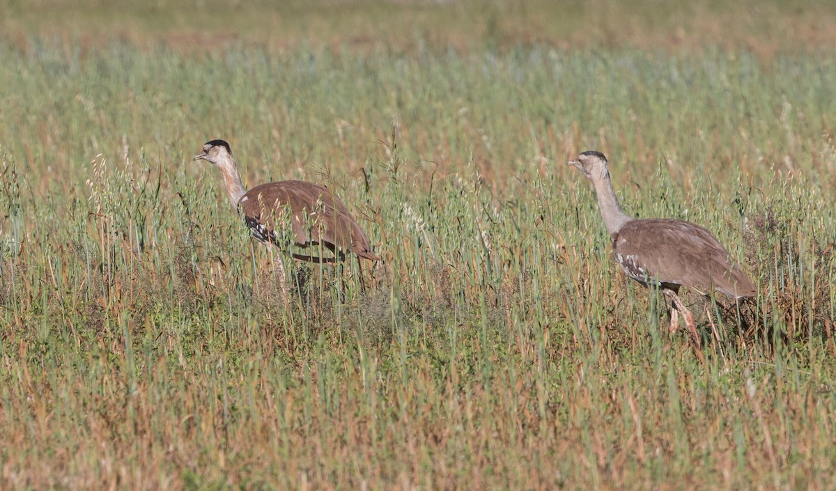 Australian Bustard - ML437793921