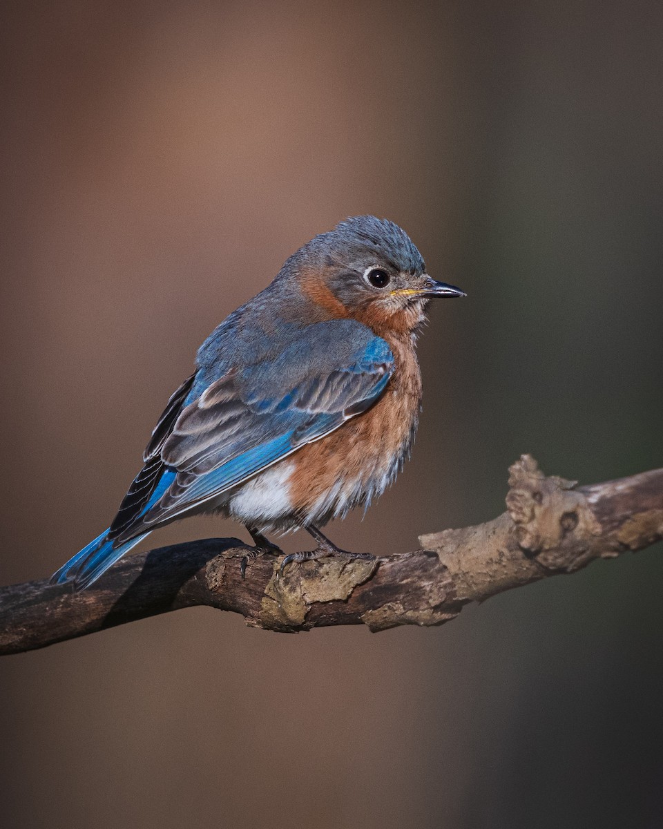 Eastern Bluebird - ML437794581