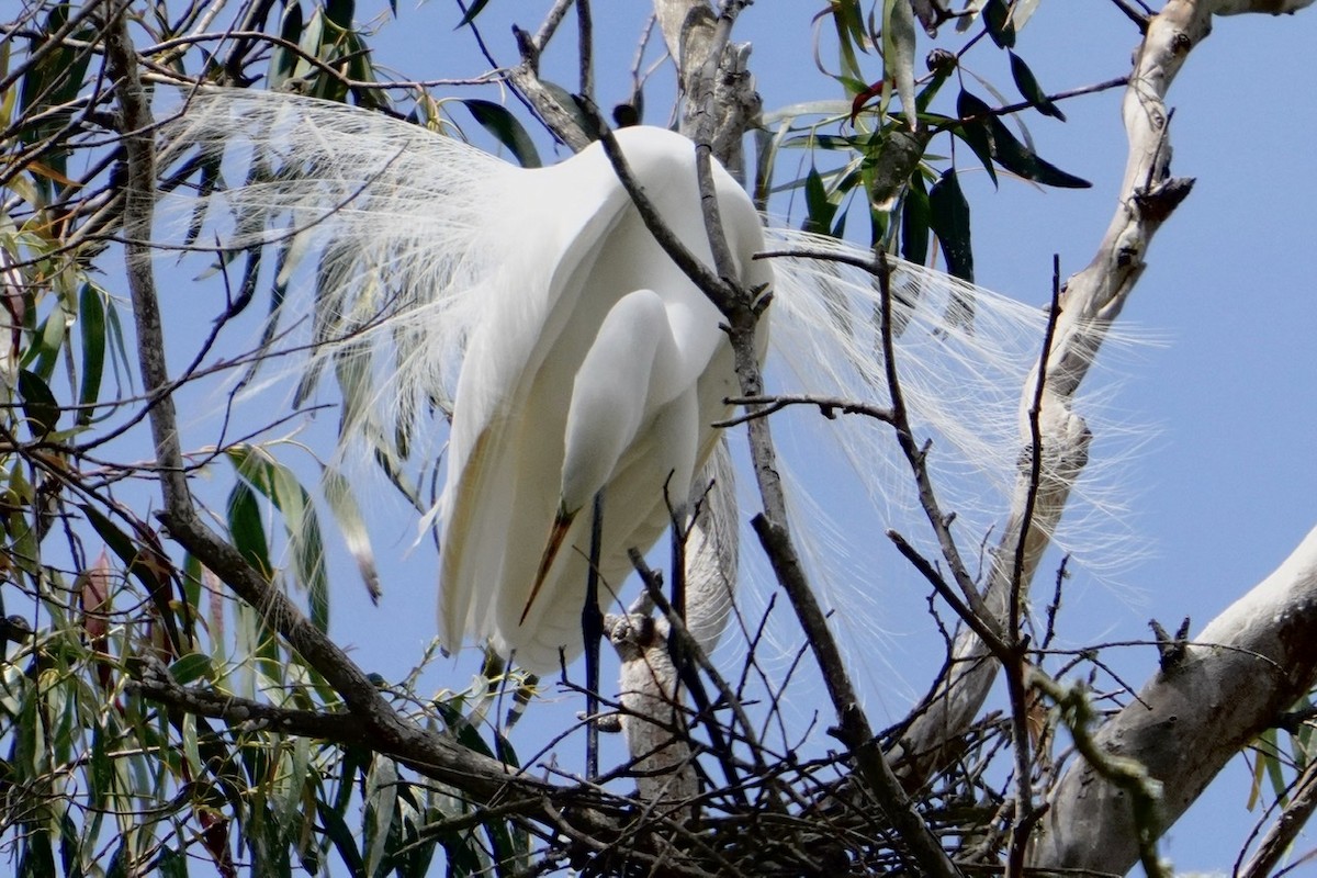 Great Egret - ML437796431