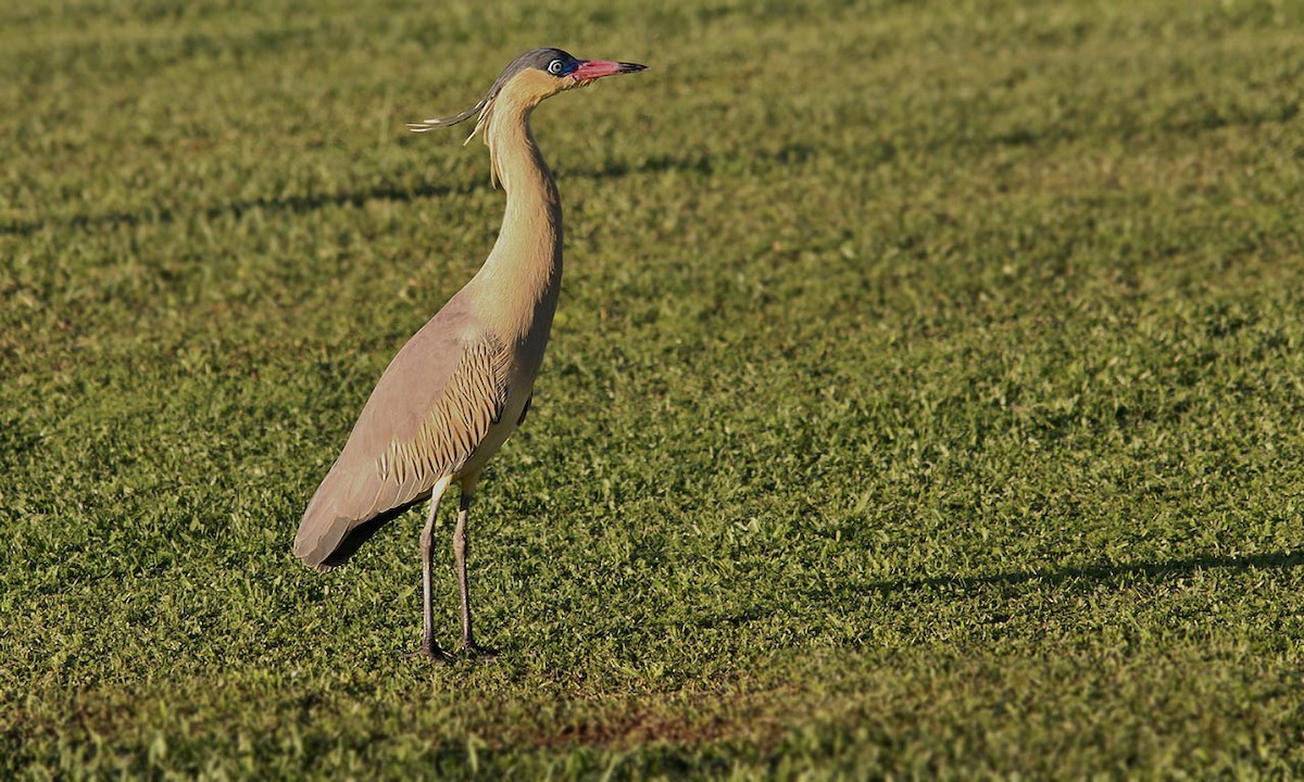 Whistling Heron - ML437796541