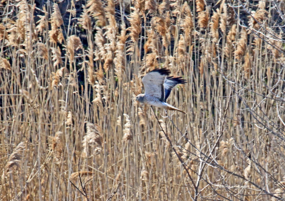 Northern Harrier - ML437797341