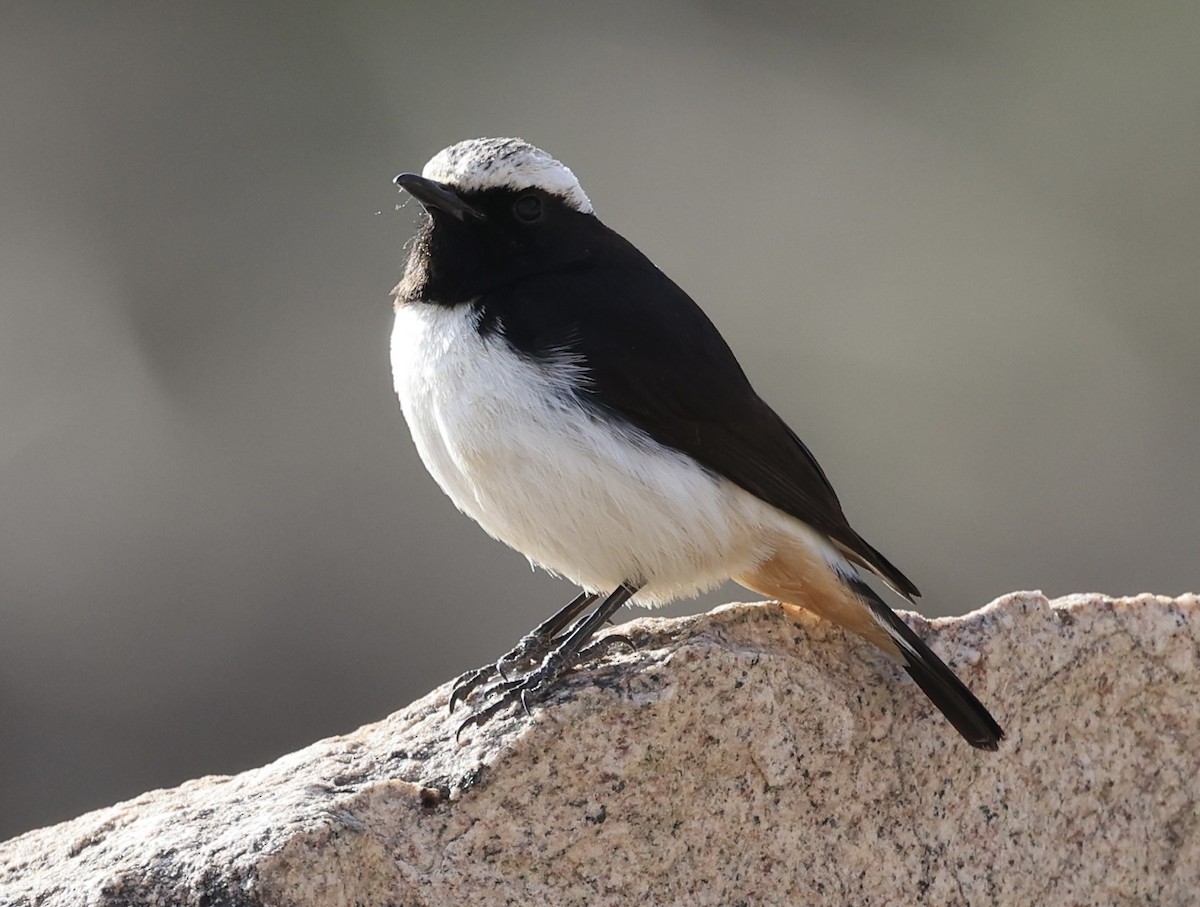 Arabian Wheatear - ML437798851