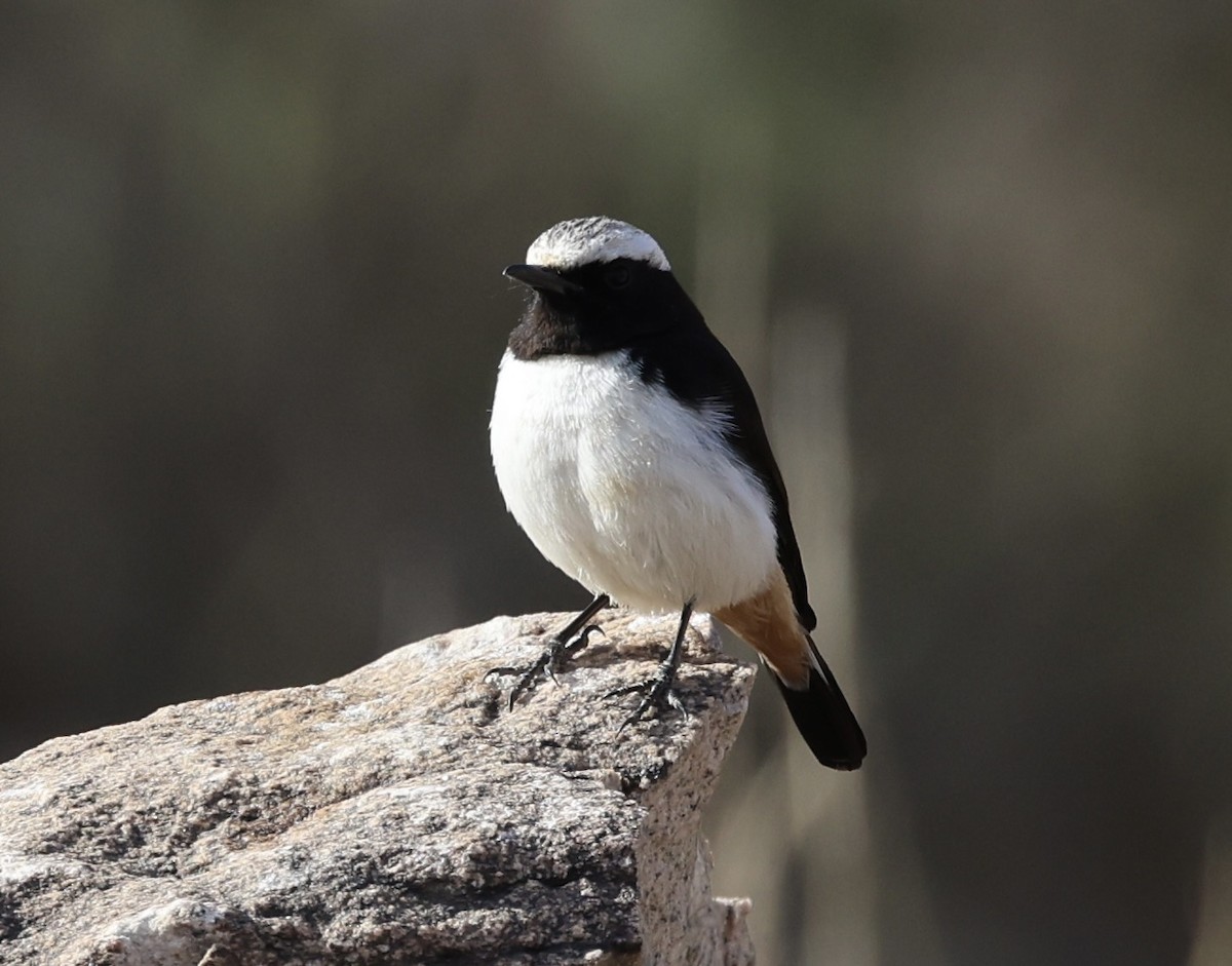 Arabian Wheatear - ML437798871