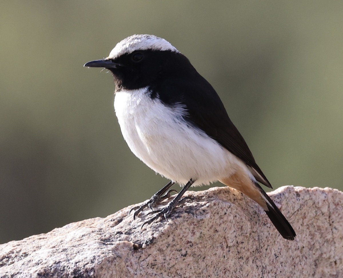 Arabian Wheatear - ML437798901